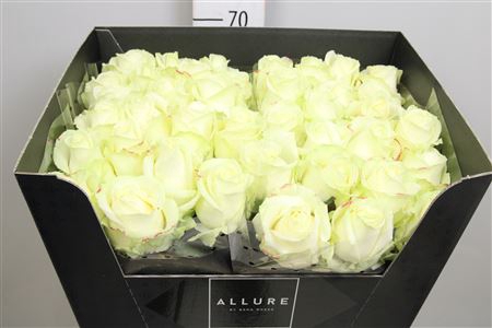 <h4>R Gr Avalanche+</h4>