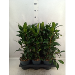 Ficus cyathistipula 'Compacta'