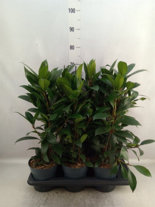 Ficus cyathistipula 'Compacta'