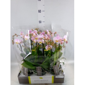 Phalaenopsis multi. 'FC Angel Eyes'