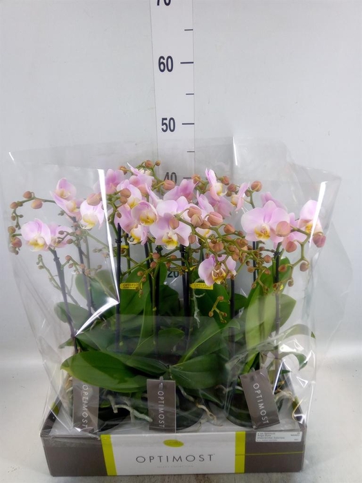 <h4>Phalaenopsis multi. 'FC Angel Eyes'</h4>