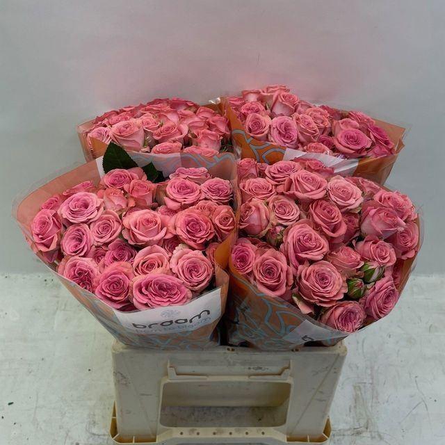 <h4>ROSA TR 'JESSY'</h4>