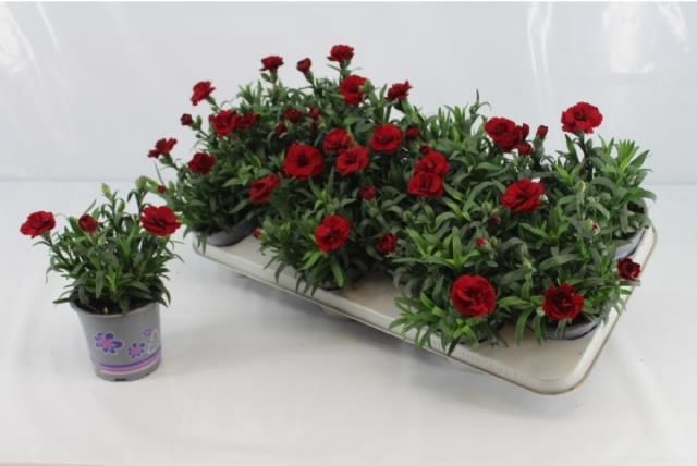 <h4>DIAN OSC DARK RED</h4>