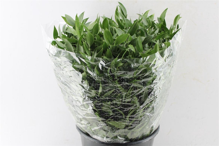 <h4>Ruscus Italy 200 Gram</h4>