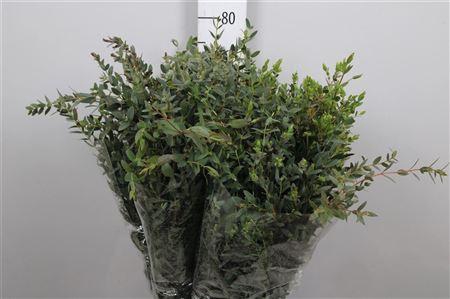 Euca Parvifolia Per Bunch 200 Gram