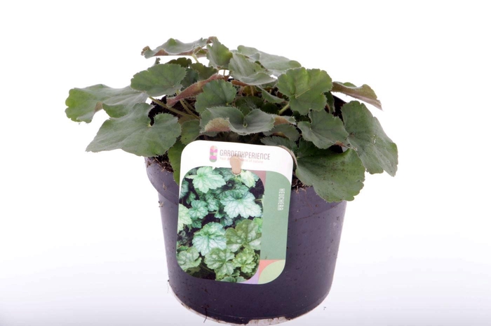 <h4>Heuchera sang. Coral Forest</h4>