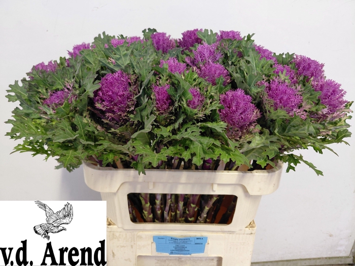 <h4>BRASS CRANE QUEEN</h4>