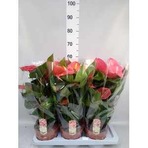 Anthurium andr. 'Idaho'