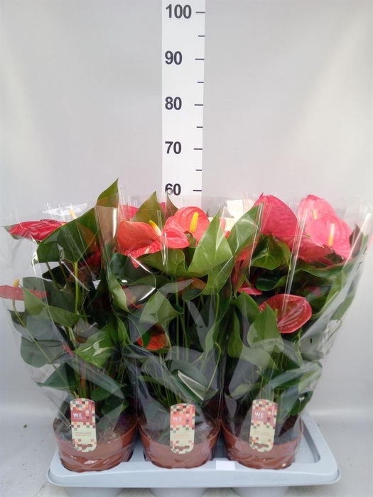 <h4>Anthurium andr. 'Idaho'</h4>
