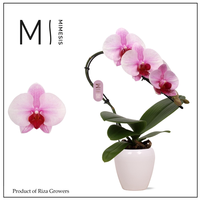<h4>Phalaenopsis Swan Blush 1 spike – 7cm in Martine White Ceramic | Mimesis</h4>