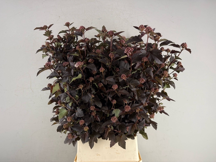 <h4>Physocarpus Op. Diabolo</h4>