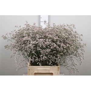 Lim Tall Pink Emille