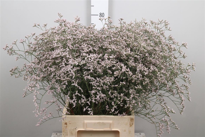 <h4>Lim Tall Pink Emille</h4>