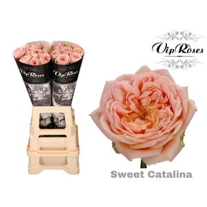 R Gr Sweet Catalina+