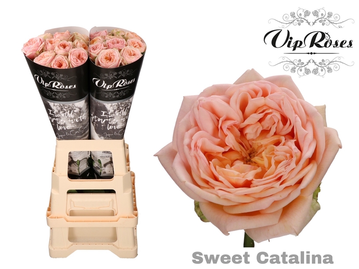 Vip Roses By Sassen Vip Roses Webshop