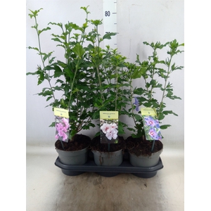 Hibiscus syriacus