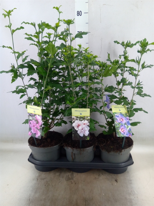 <h4>Hibiscus syriacus</h4>