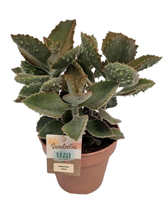 <h4>KALANCHOE BEHARENSIS</h4>