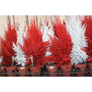TUIA HOLANDESA COLOURS P14