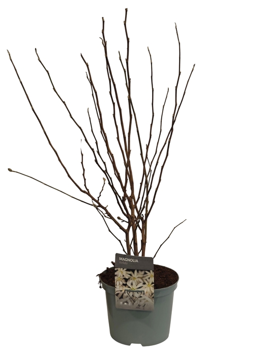 <h4>MAGN STELLATA OV</h4>