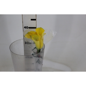 CALLA YELLOWEEN 040 CM