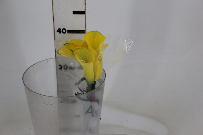 <h4>CALLA YELLOWEEN 040 CM</h4>