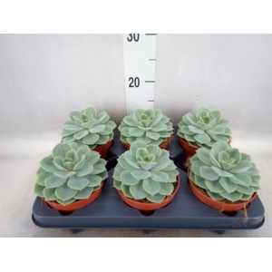 Echeveria  'Green pearl'