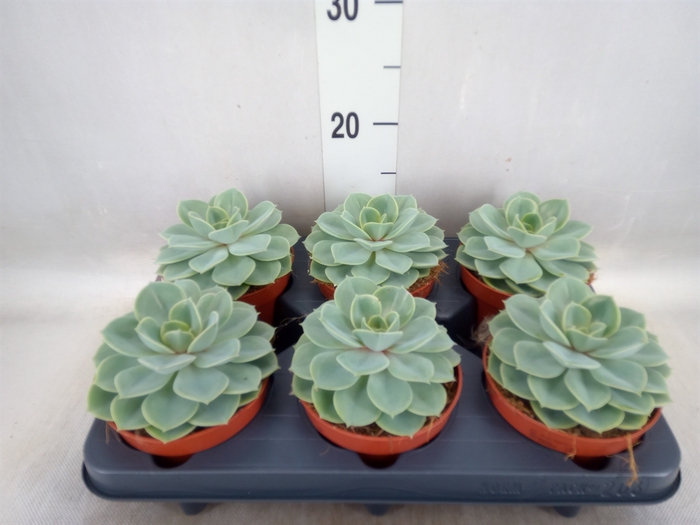 <h4>Echeveria  'Green pearl'</h4>