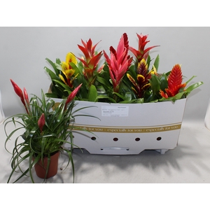 BROMELIA GEM 10 SRT