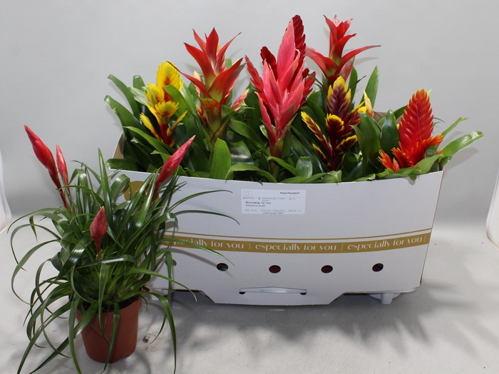 <h4>BROMELIA GEM 10 SRT</h4>