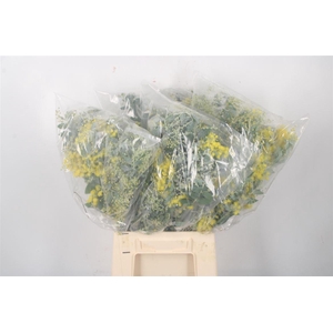Acacia Dennisbode Bloei Per Bunch
