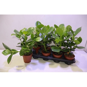 arr8 Clusia Ro Princess