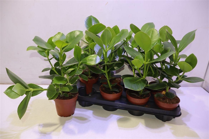 <h4>arr8 Clusia Ro Princess</h4>