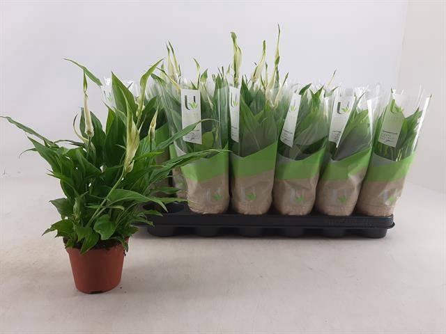 <h4>SPATH CHOPIN</h4>