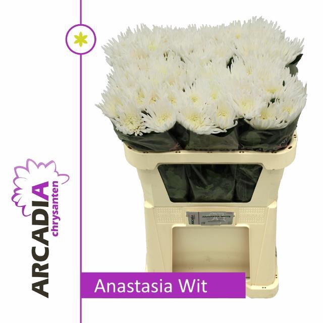 <h4>CHR E ANASTASIA</h4>