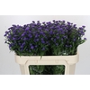 Aster Baby Parade