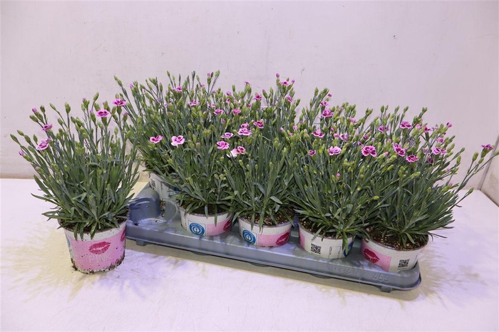 <h4>arr8 Dian Di Pink Kisses</h4>