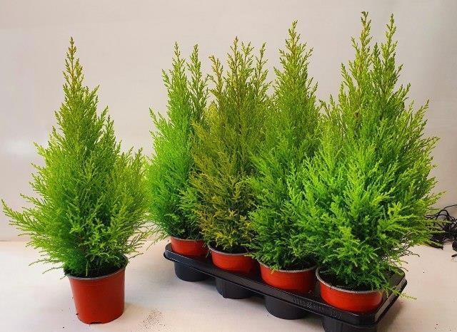 <h4>CUPR MA GOLDC WILMA</h4>