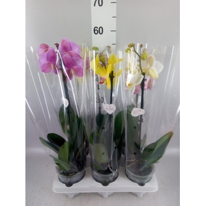 Phalaenopsis   ...mix