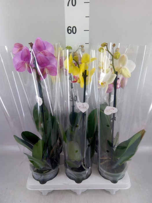 <h4>Phalaenopsis   ...mix</h4>