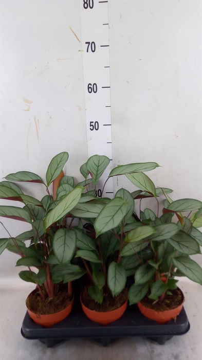 <h4>Ctenanthe   ...</h4>