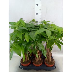 Pachira aquatica