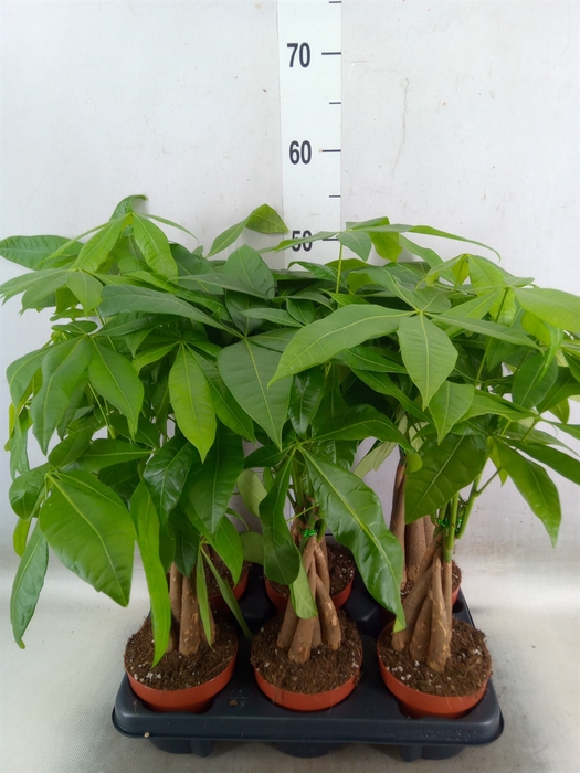 <h4>Pachira aquatica</h4>