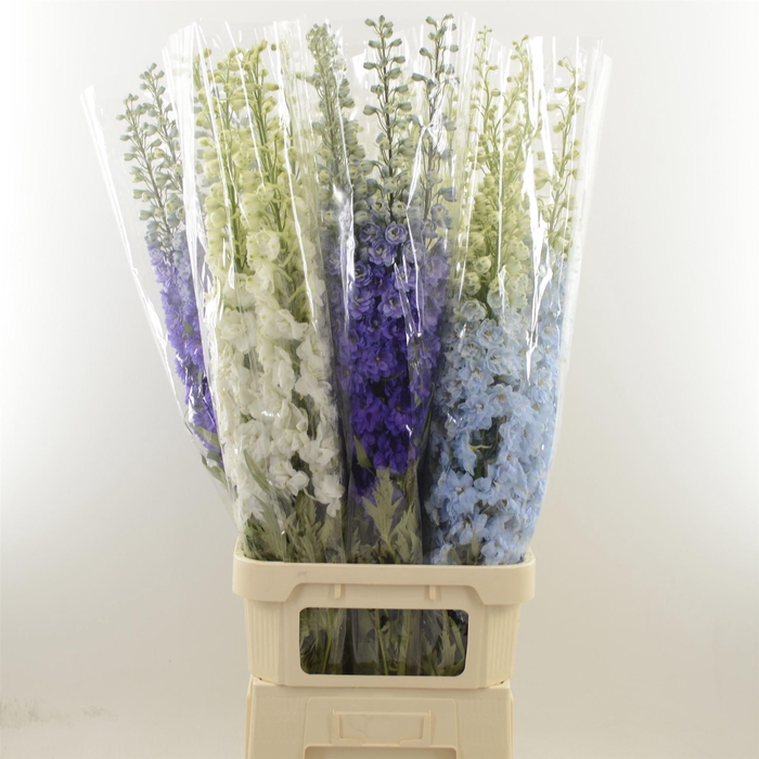 <h4>Delphinium Mix</h4>