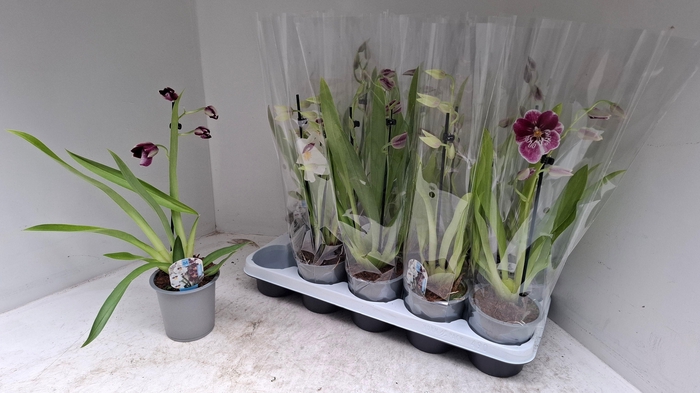 <h4>MILTONIOPSIS OV</h4>