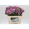 Dianthus Br Amazon Rose Magic