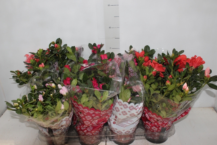 <h4>AZALEIA P14</h4>