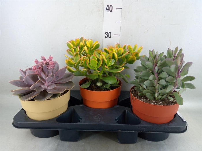 <h4>Succulents   ...</h4>