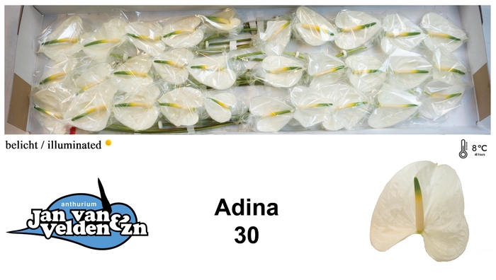 <h4>Anthurium Adina</h4>