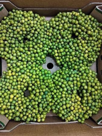 <h4>SIERFRUIT KRANS H%</h4>